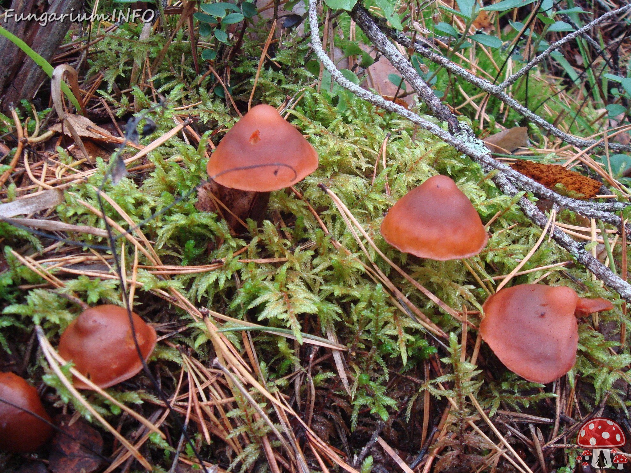 fungi-0003463 