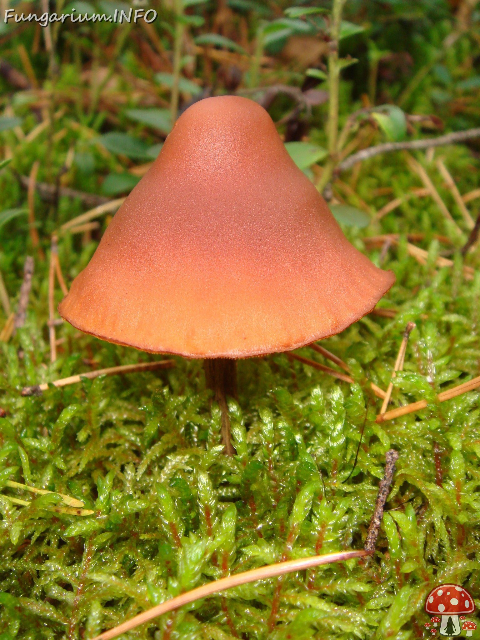 fungi-0003465 