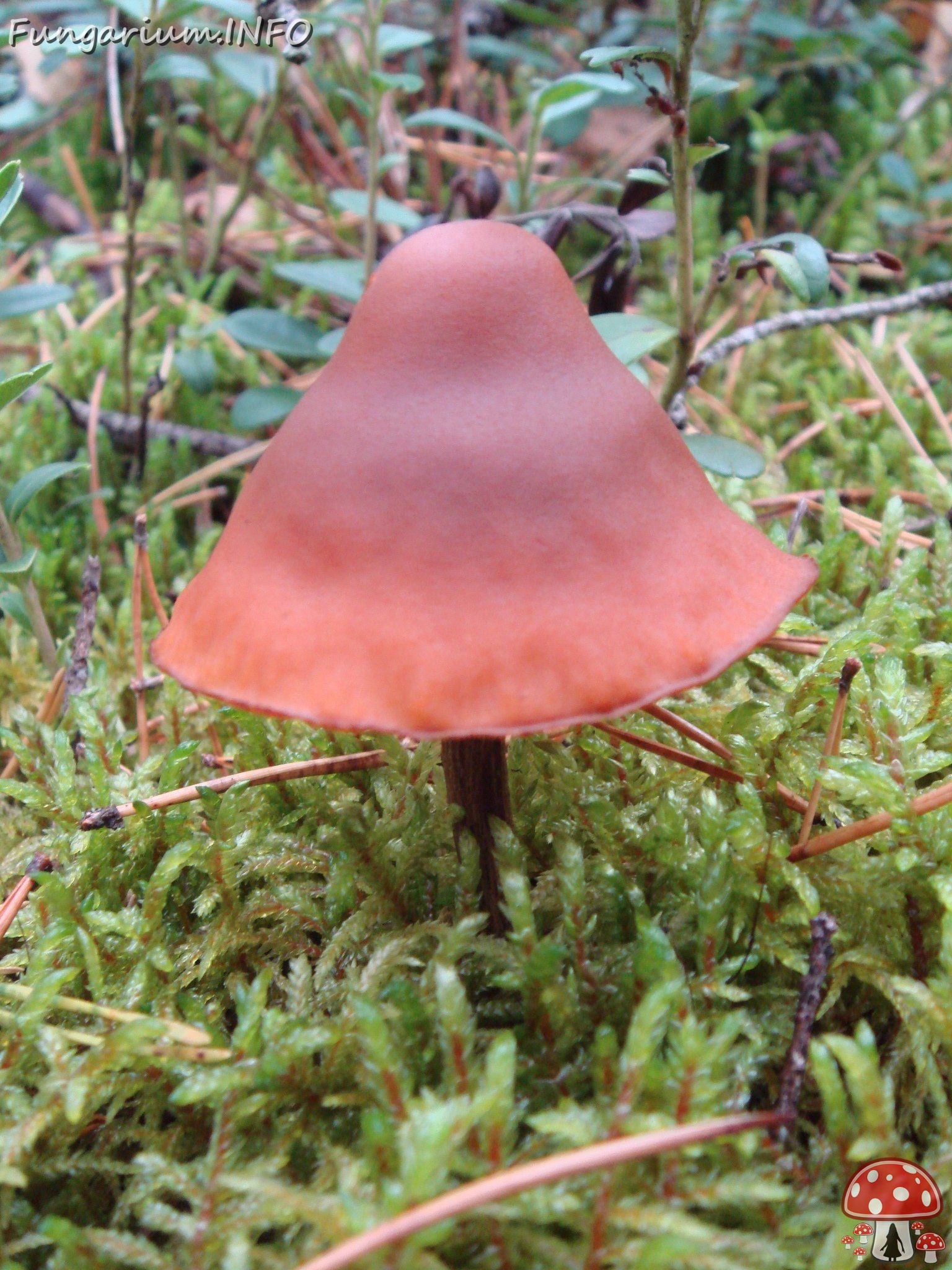 fungi-0003466 