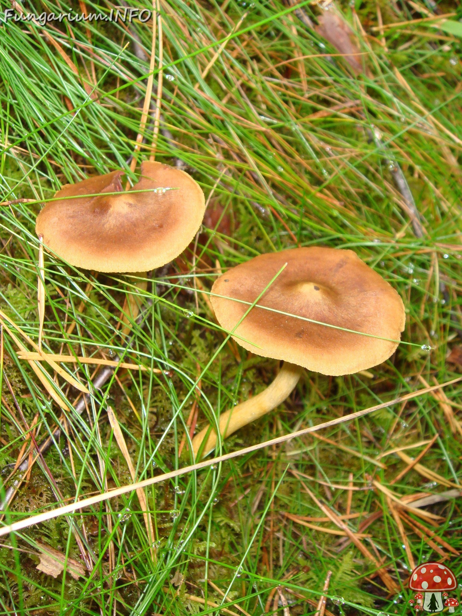 fungi-0003477 