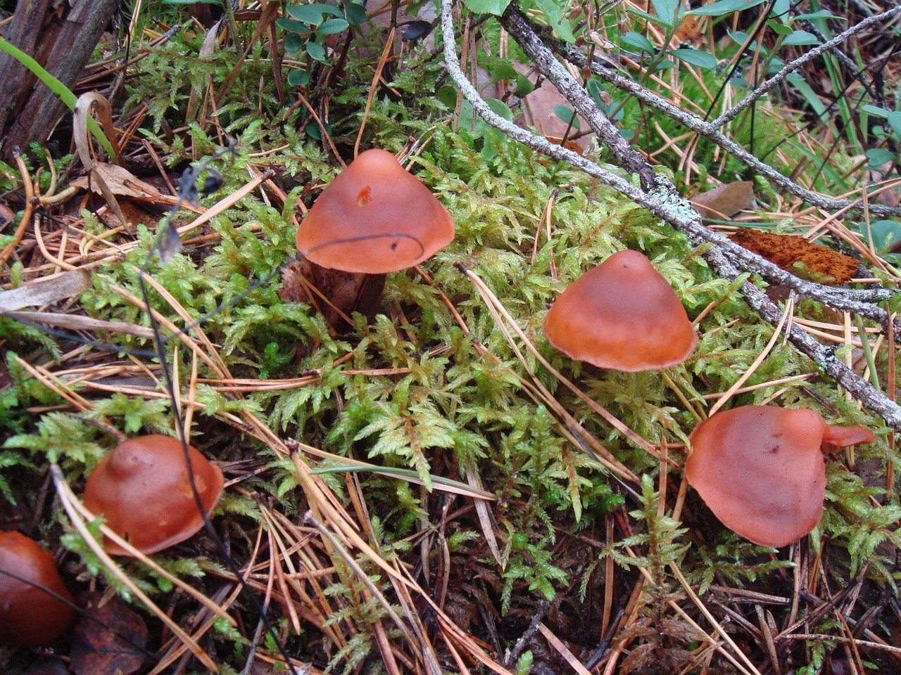 fungi-0003463