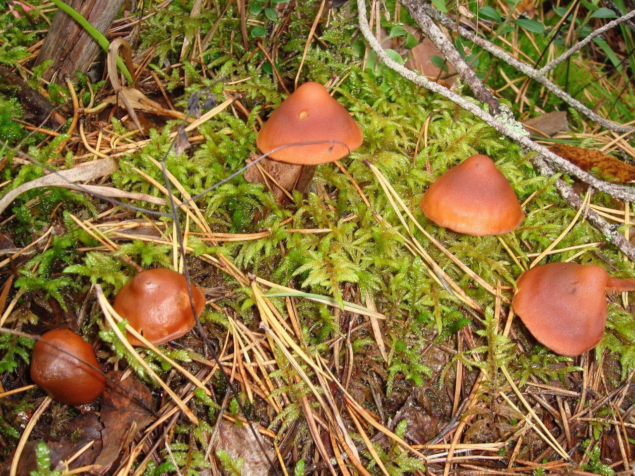 fungi-0003464