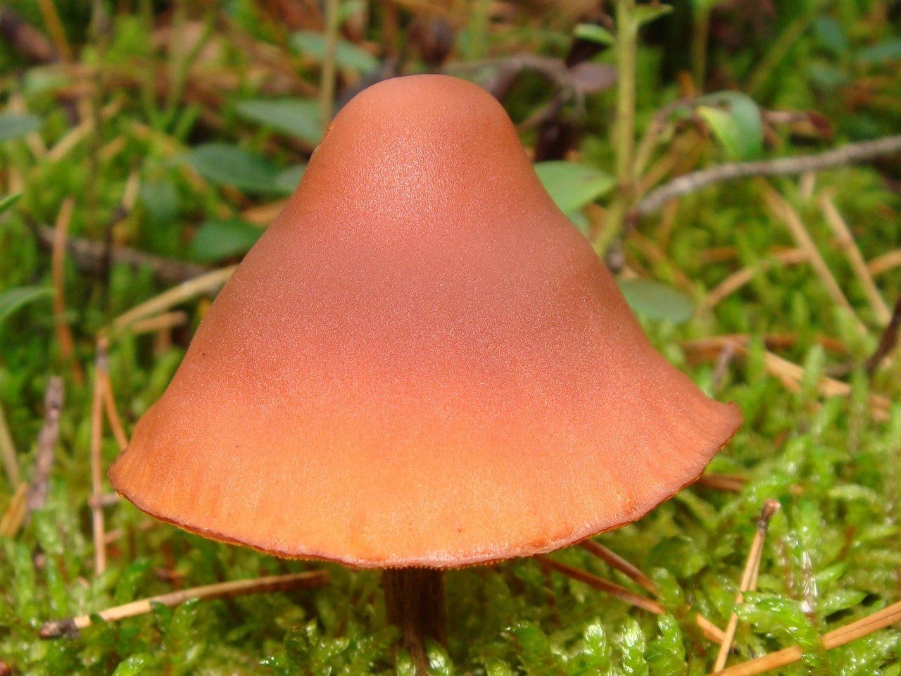 fungi-0003465