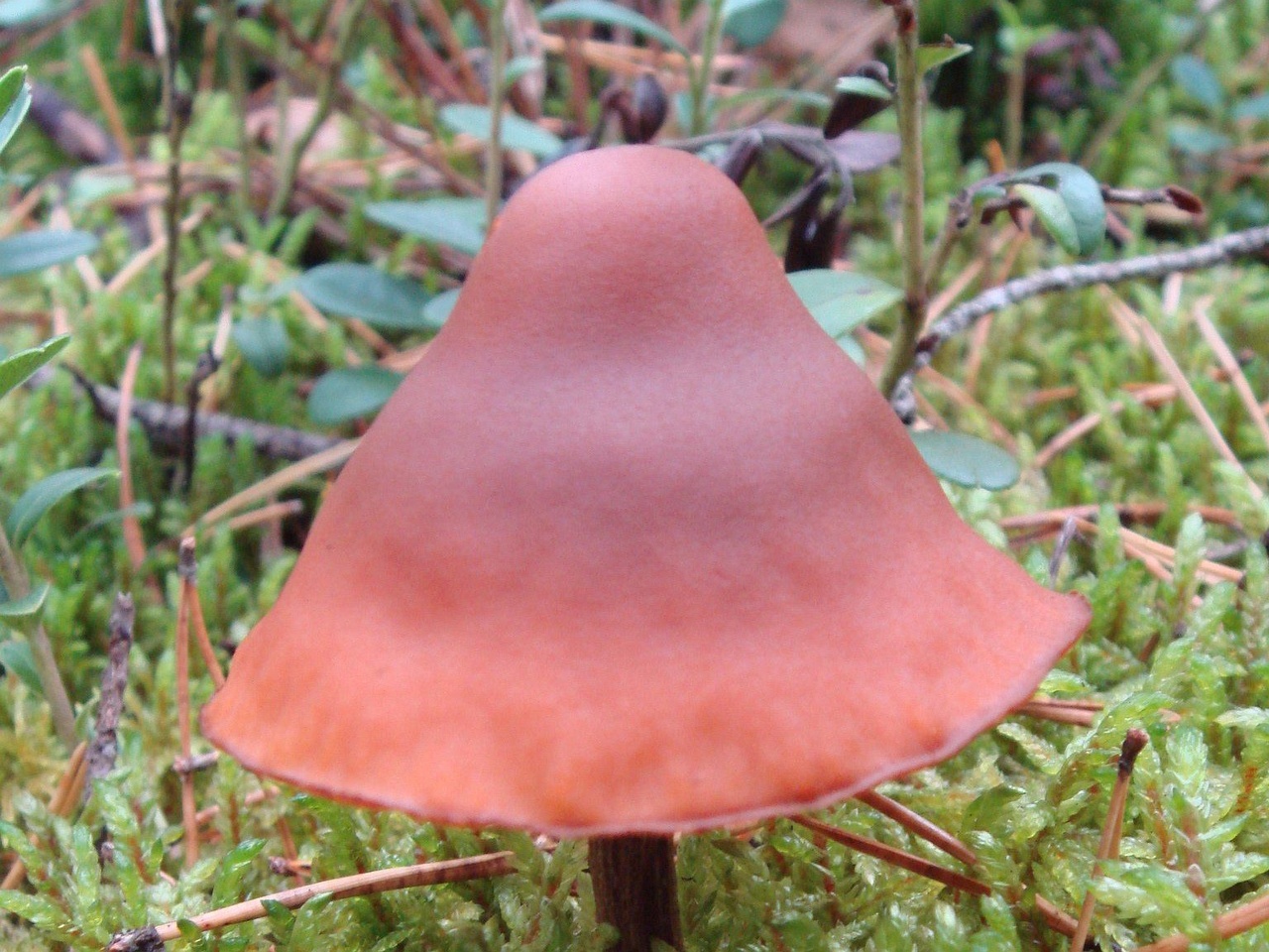 fungi-0003466