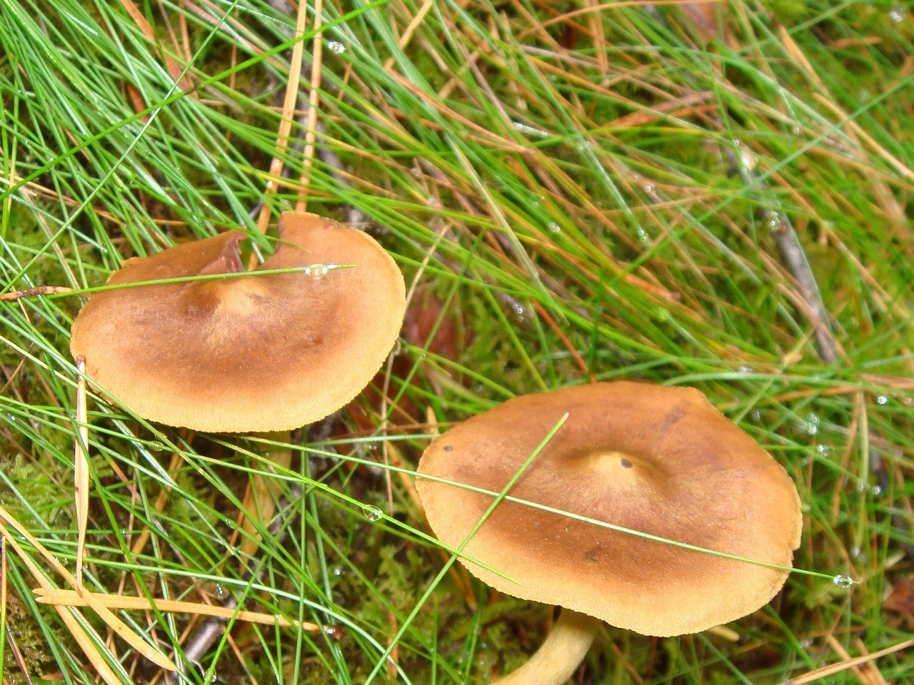 fungi-0003477