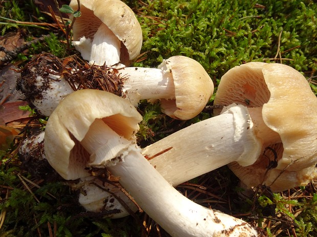 Cortinarius caperatus - Колпак кольчатый - Gypsy Mushroom - Reifpilz Cortinarius caperatus, also known as the gypsy mushroom, is a basidiomycete fungus that is widely distributed in...