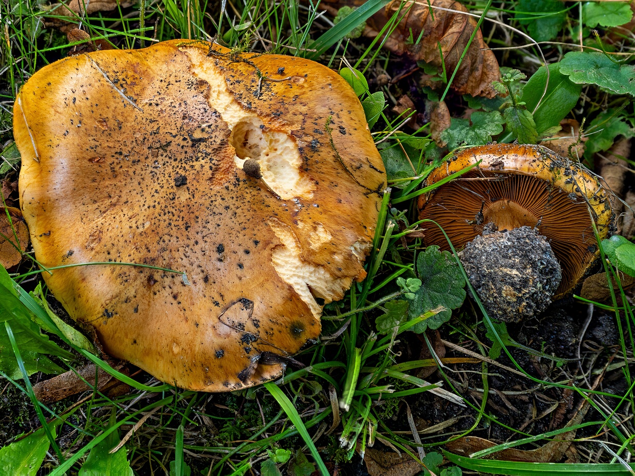 Красивопаутинник полусверкающий - Calonarius olearioides