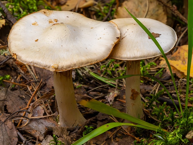 Cortinarius alboviolaceus - Паутинник бело-фиолетовый - White-veiled Cortinarius - Weißfilziger Schleimkopf Cortinarius alboviolaceus, also known as the white-veiled cortinarius, is a basidiomycete fungus that is widely...