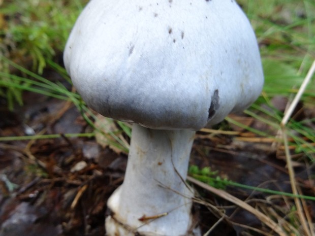 Cortinarius alboviolaceus - Паутинник бело-фиолетовый - White-veiled Cortinarius - Weißfilziger Schleimkopf Cortinarius alboviolaceus, also known as the white-veiled cortinarius, is a basidiomycete fungus that is widely...