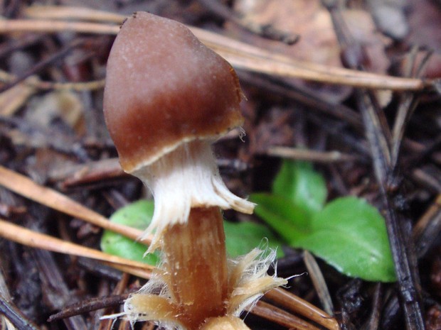 Cortinarius evernius - Паутинник блистательный - Shiny Cortinarius - Glänzender Schleimkopf Cortinarius evernius, also known as the shiny cortinarius, is a basidiomycete fungus that is widely distributed in...