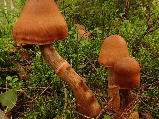 Cortinarius orellanus - Паутинник горный - Fool's Webcap - Grüner Knollenblätterpilz Cortinarius orellanus, also known as the fool's webcap, is a basidiomycete fungus that is widely distributed in...