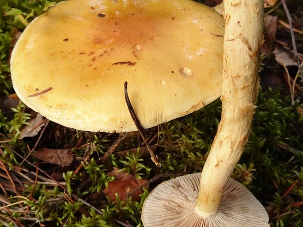 Cortinarius triumphans - Паутинник желтый - Golden Webcap - Goldgelber Zärtling Cortinarius triumphans, also known as the golden webcap, is a basidiomycete fungus that is widely distributed in...