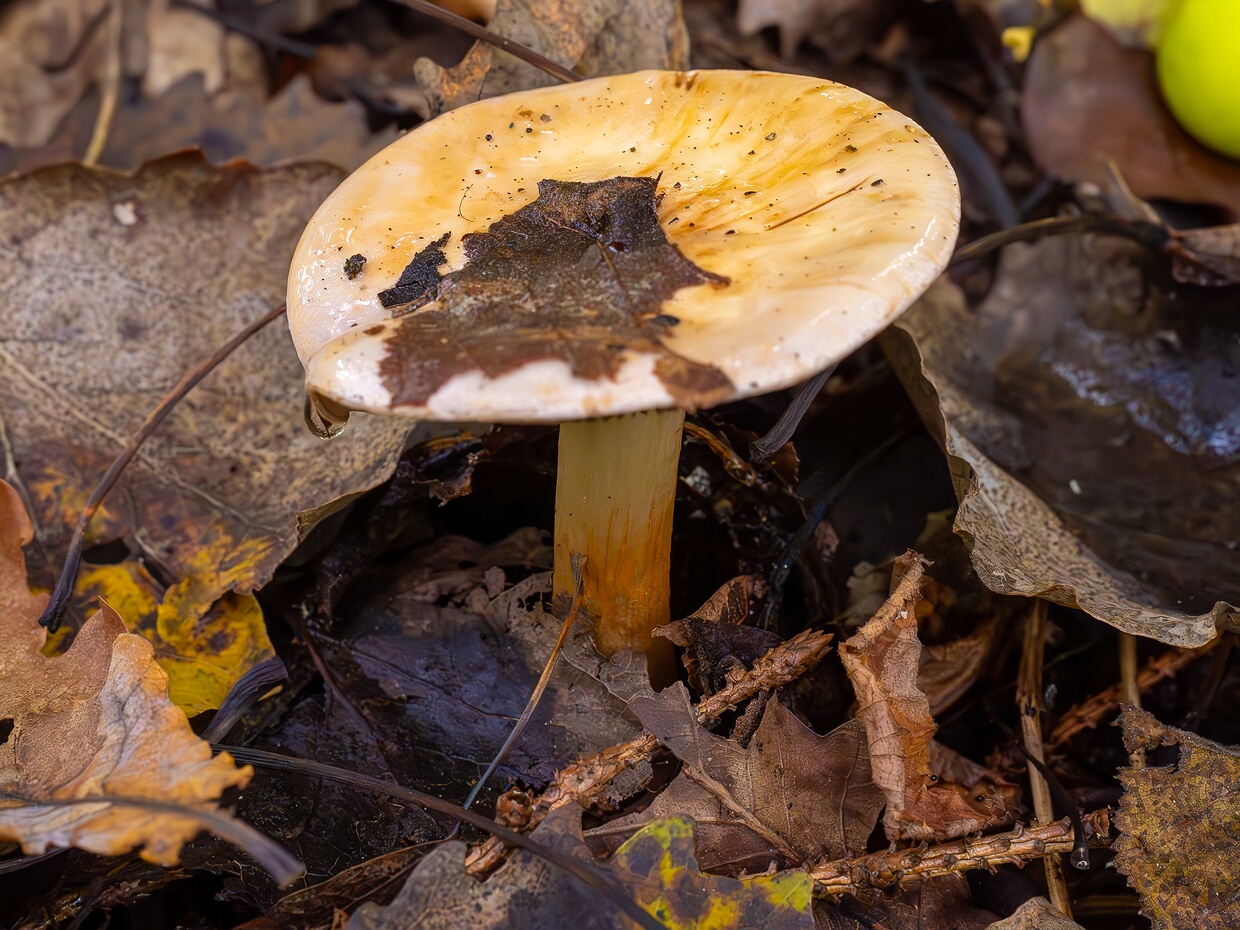 Паутинник изменчивый - Cortinarius varius