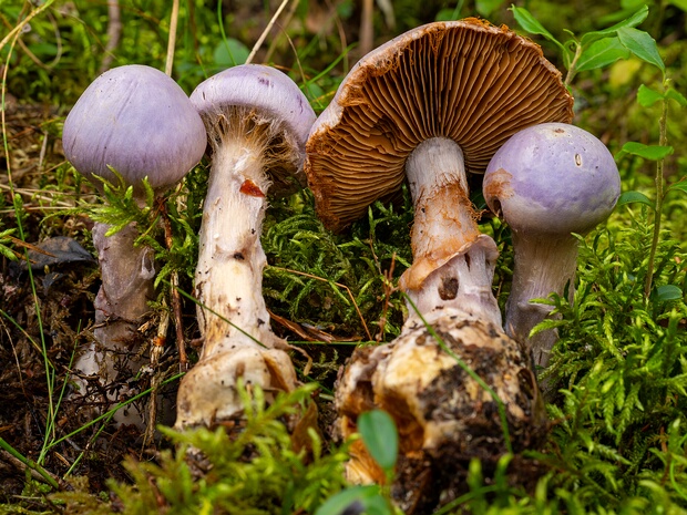 Cortinarius traganus - Паутинник козлиный - Goat's-foot Cortinarius - Ziegenfüßiger-Schleierling Cortinarius traganus, commonly known as the goat's-foot cortinarius, is a member of the family Cortinariaceae. It is a...