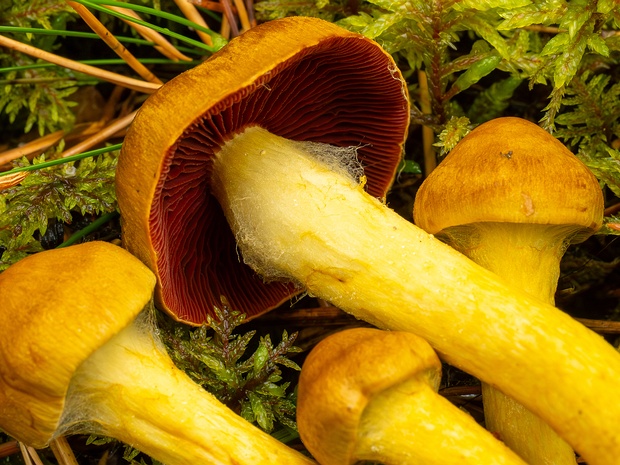 Cortinarius semisanguineus - Паутинник краснопластинковый - Blood-red Webcap - Blutroter Schleimfuß Cortinarius semisanguineus, commonly known as the blood-red webcap, is a striking mushroom found in mixed and deciduous...