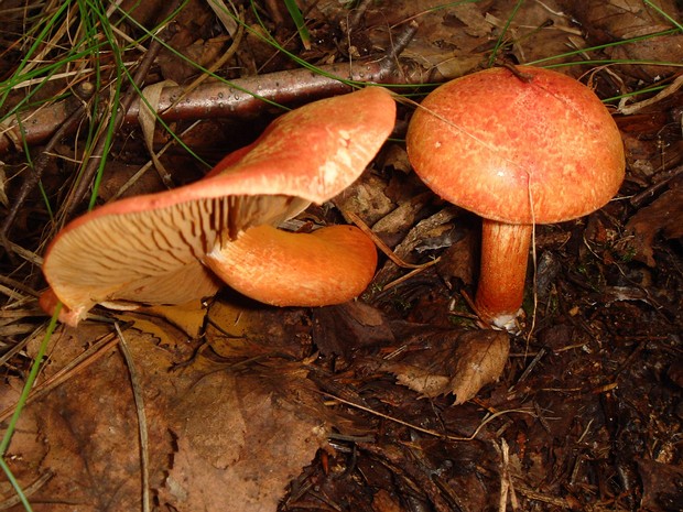 Cortinarius bolaris - Паутинник ленивый - Lazy webcap - Fauliger Schleimkopf Cortinarius bolaris is a mushroom species found in Europe and North America. It belongs to the genus Cortinarius, which...