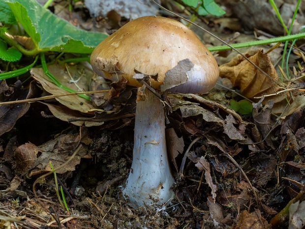 Паутинник надломленный - Cortinarius infractus