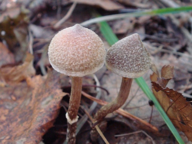 Cortinarius paleaceus - Паутинник пленчатый - Slender Webcap - Blassblättriger Cortinarius paleaceus is a species of mushroom belonging to the family Cortinariaceae. This mushroom has a convex cap...