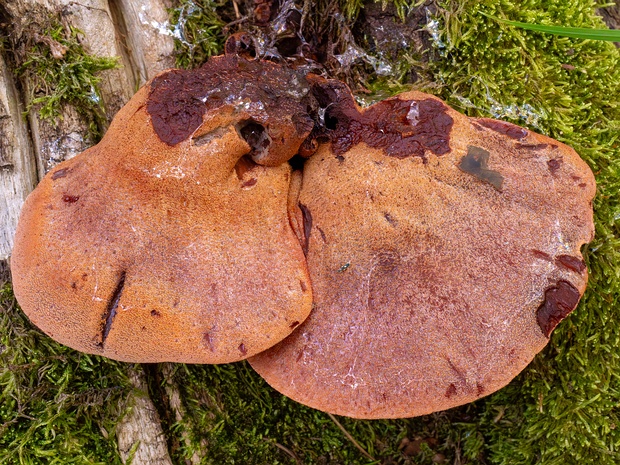 Fistulina hepatica - Печёночница обыкновенная - Beefsteak Fungus - Leberreischling