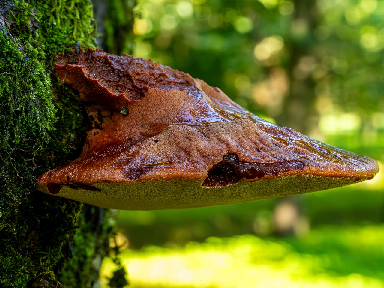 !Fistulina hepatica _2023-09-03_1-5