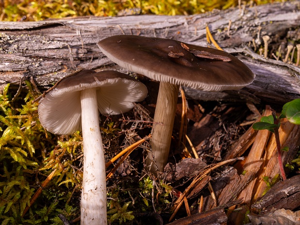 Pluteus cervinus - Плютей олений - Deer Shield - Rehbrauner Dachpilz