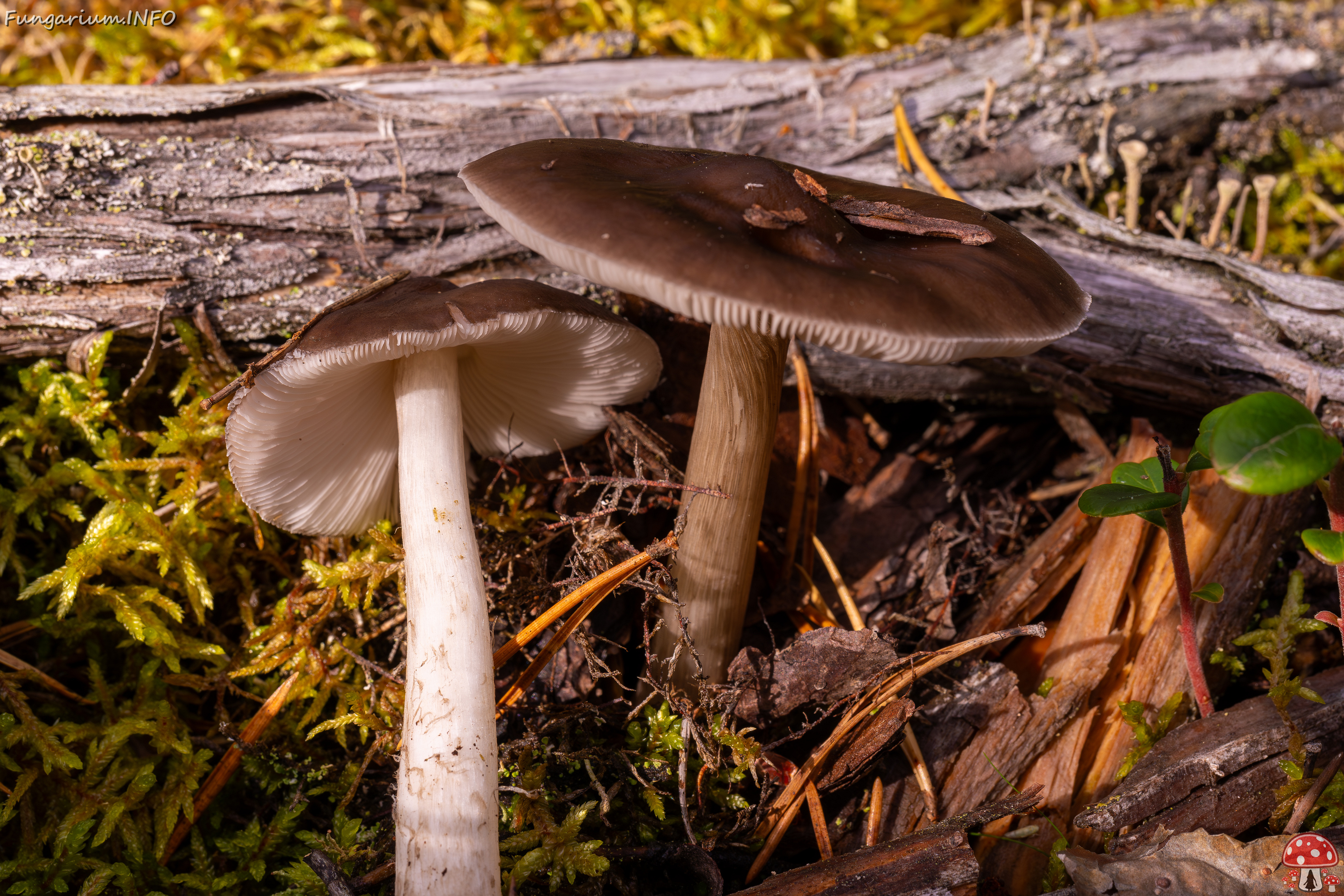 !pluteus-cervinus_2024-10-12_1-6 