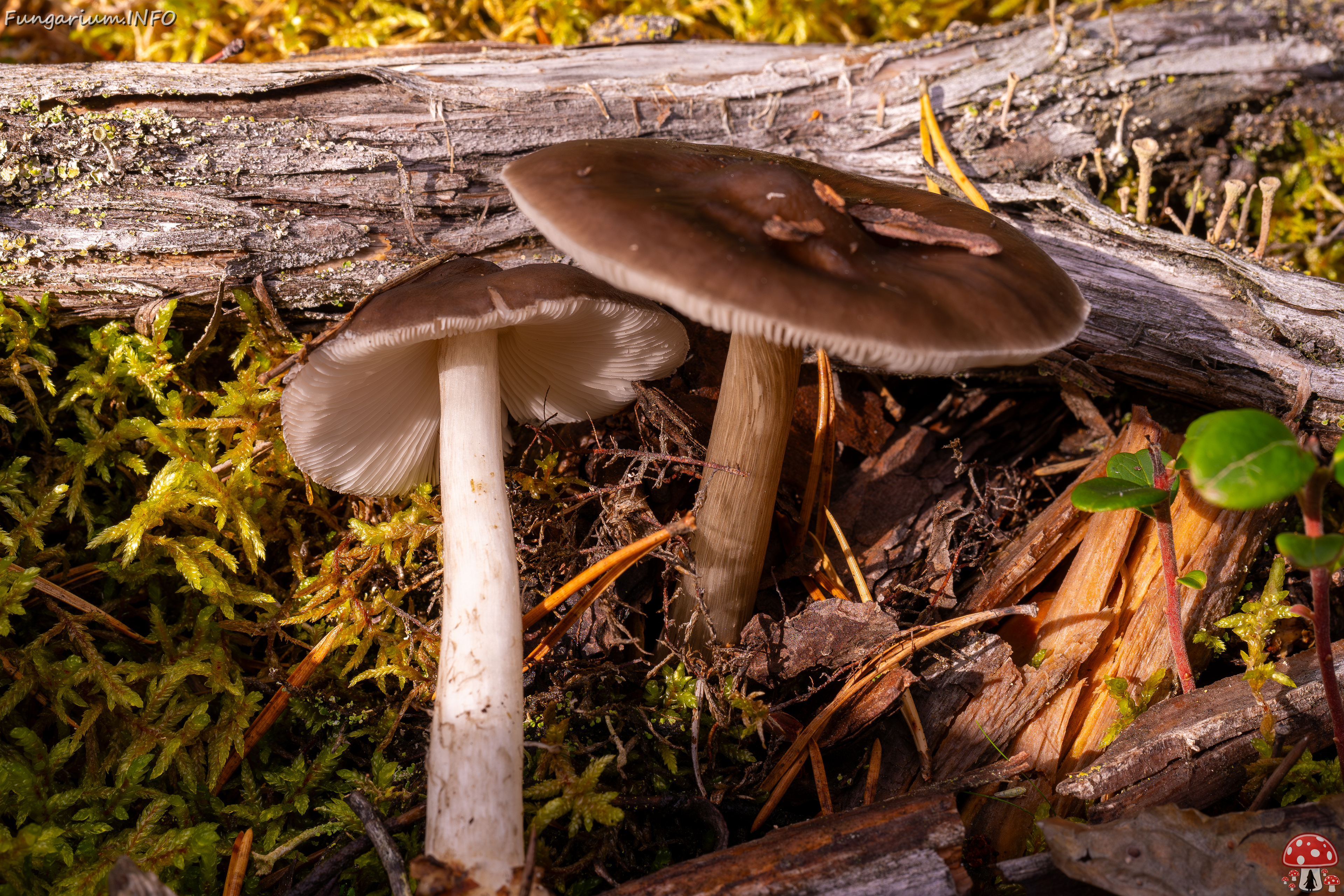 pluteus-cervinus_2024-10-12_1-1 