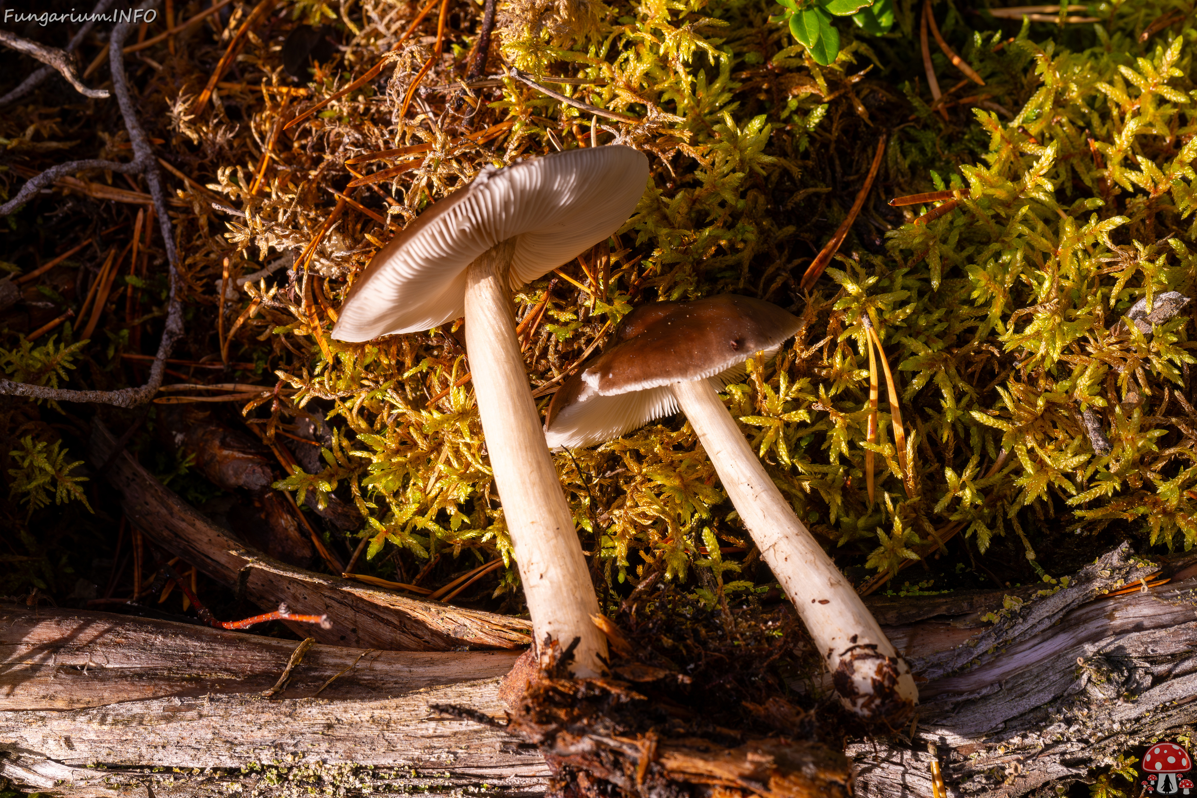 pluteus-cervinus_2024-10-12_1-10 