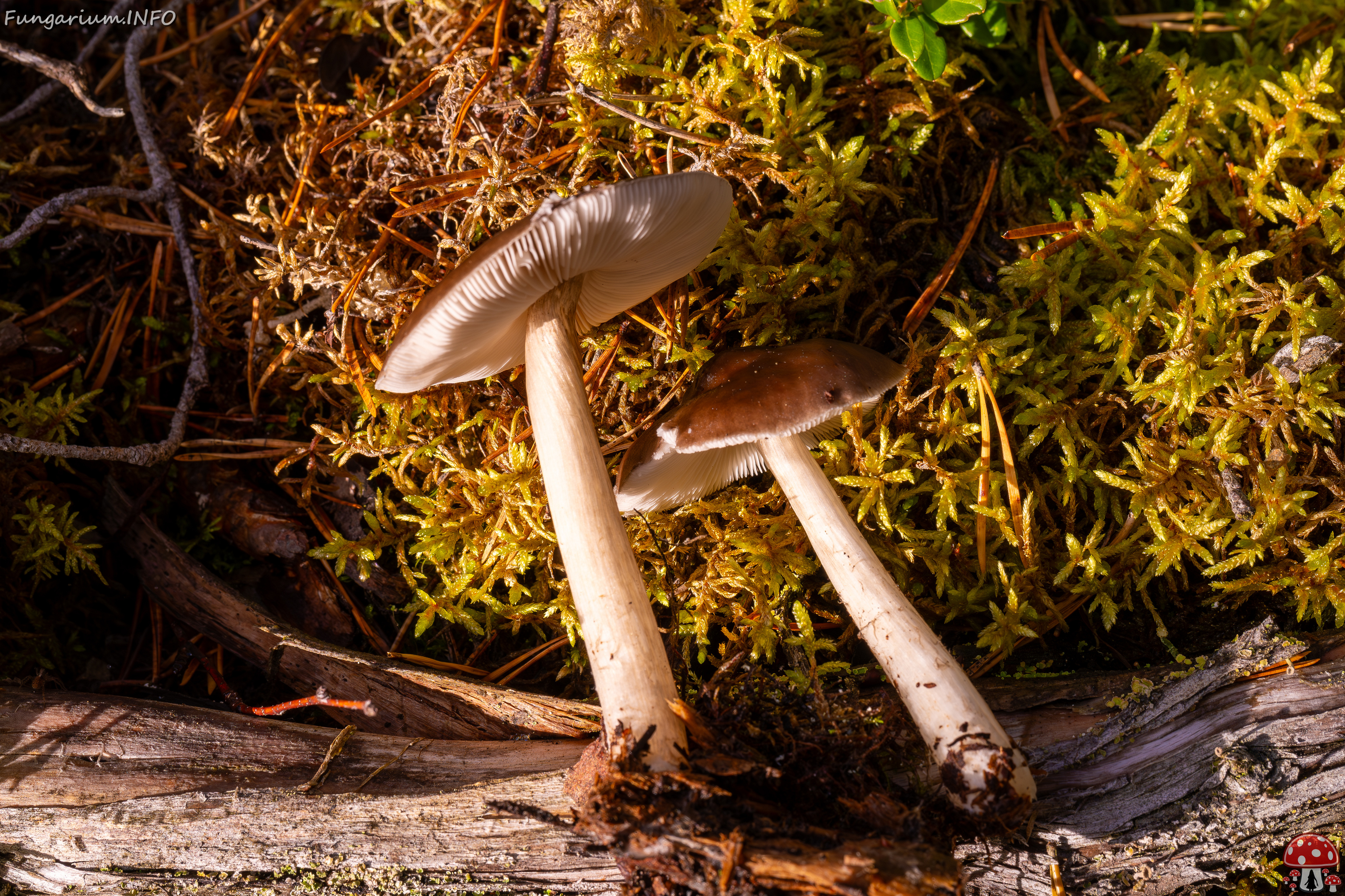 pluteus-cervinus_2024-10-12_1-11 