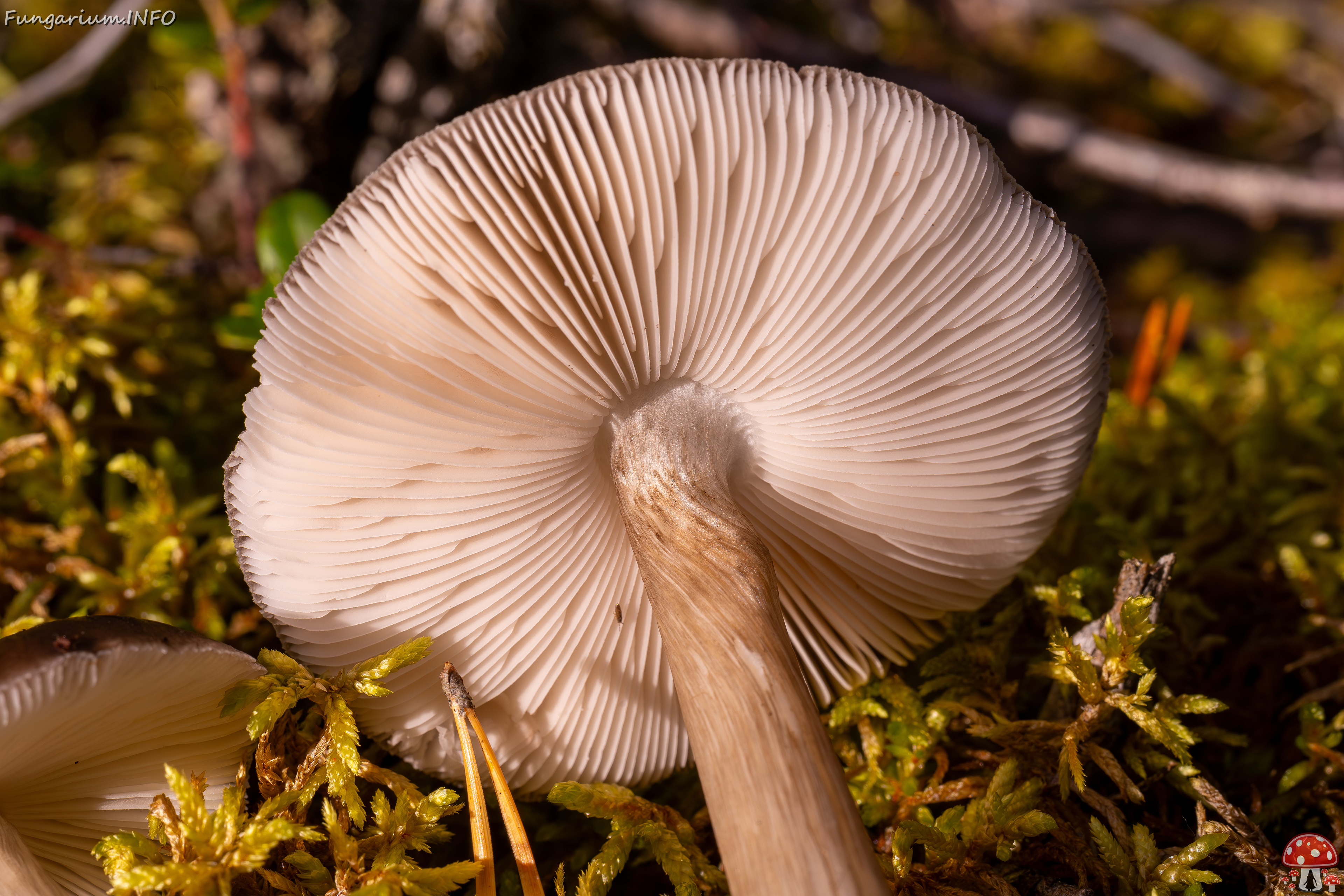 pluteus-cervinus_2024-10-12_1-12 