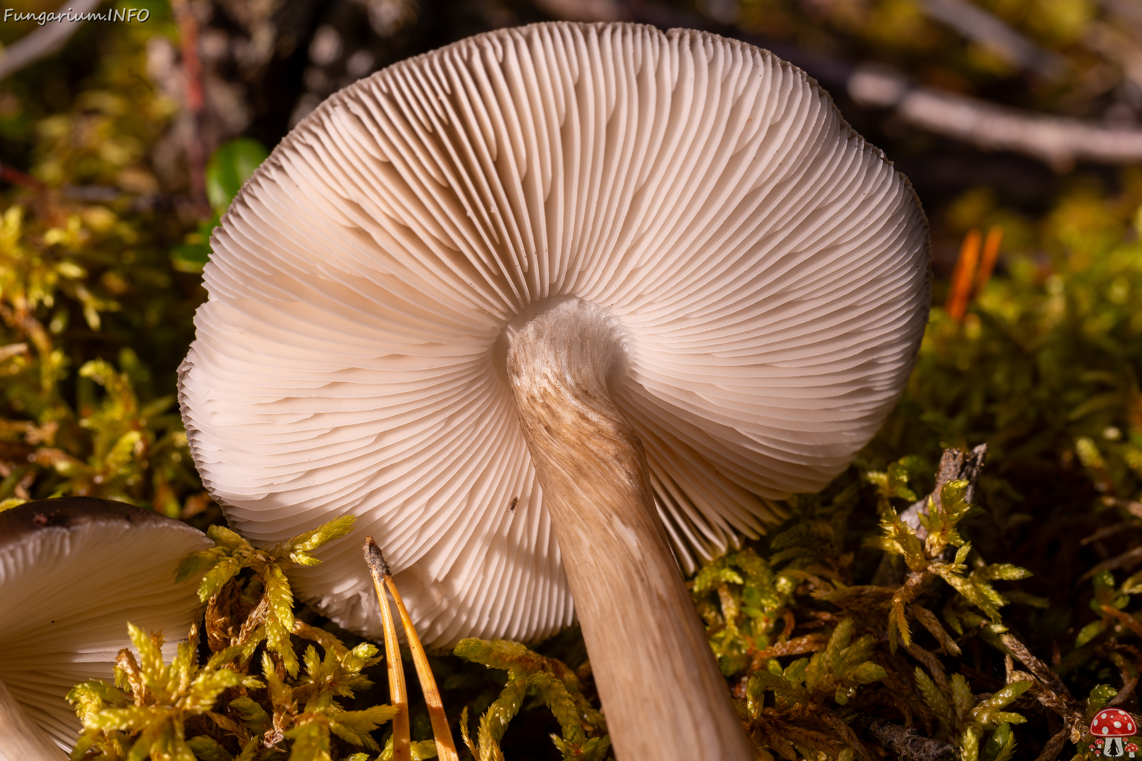 pluteus-cervinus_2024-10-12_1-13 