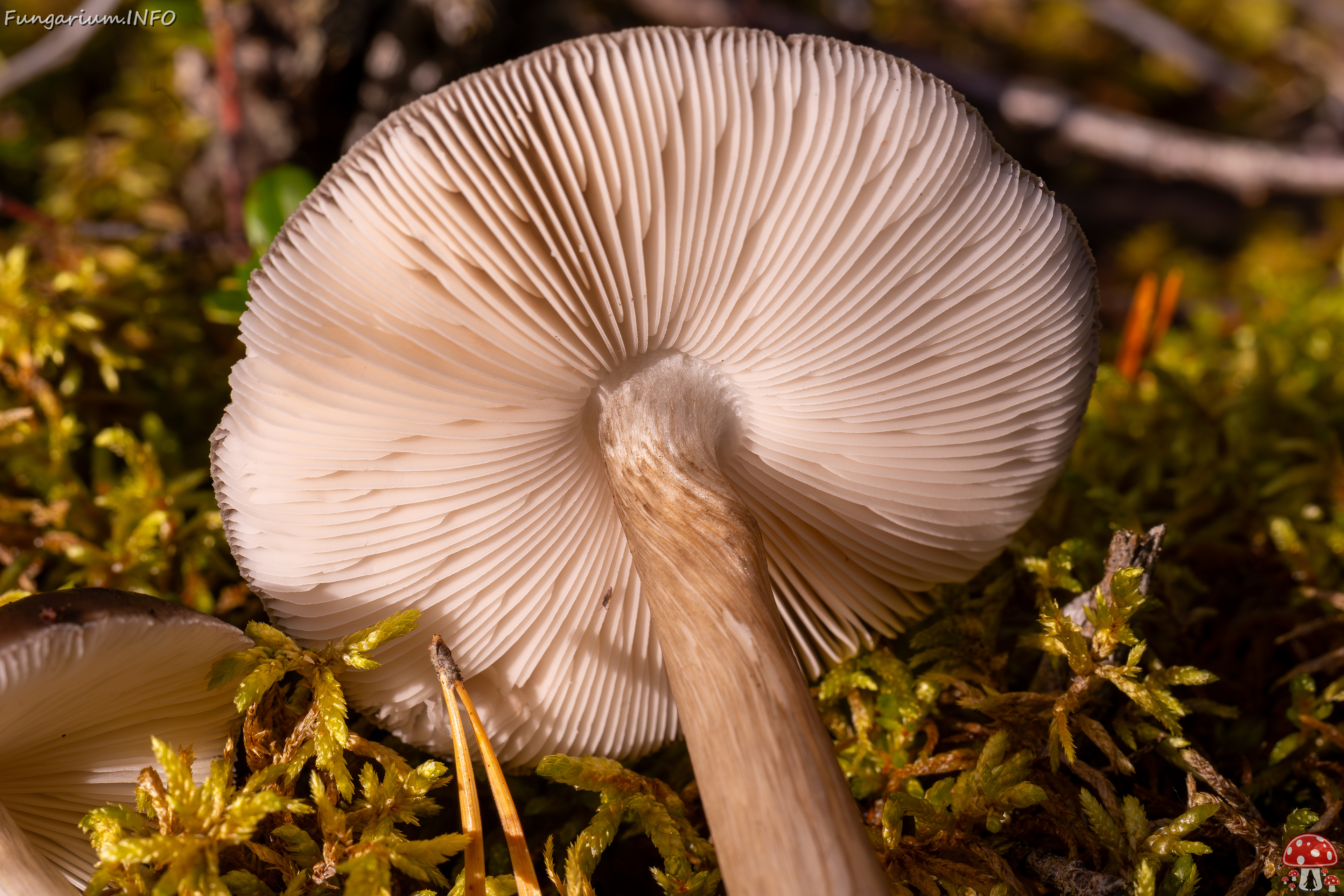 pluteus-cervinus_2024-10-12_1-14 