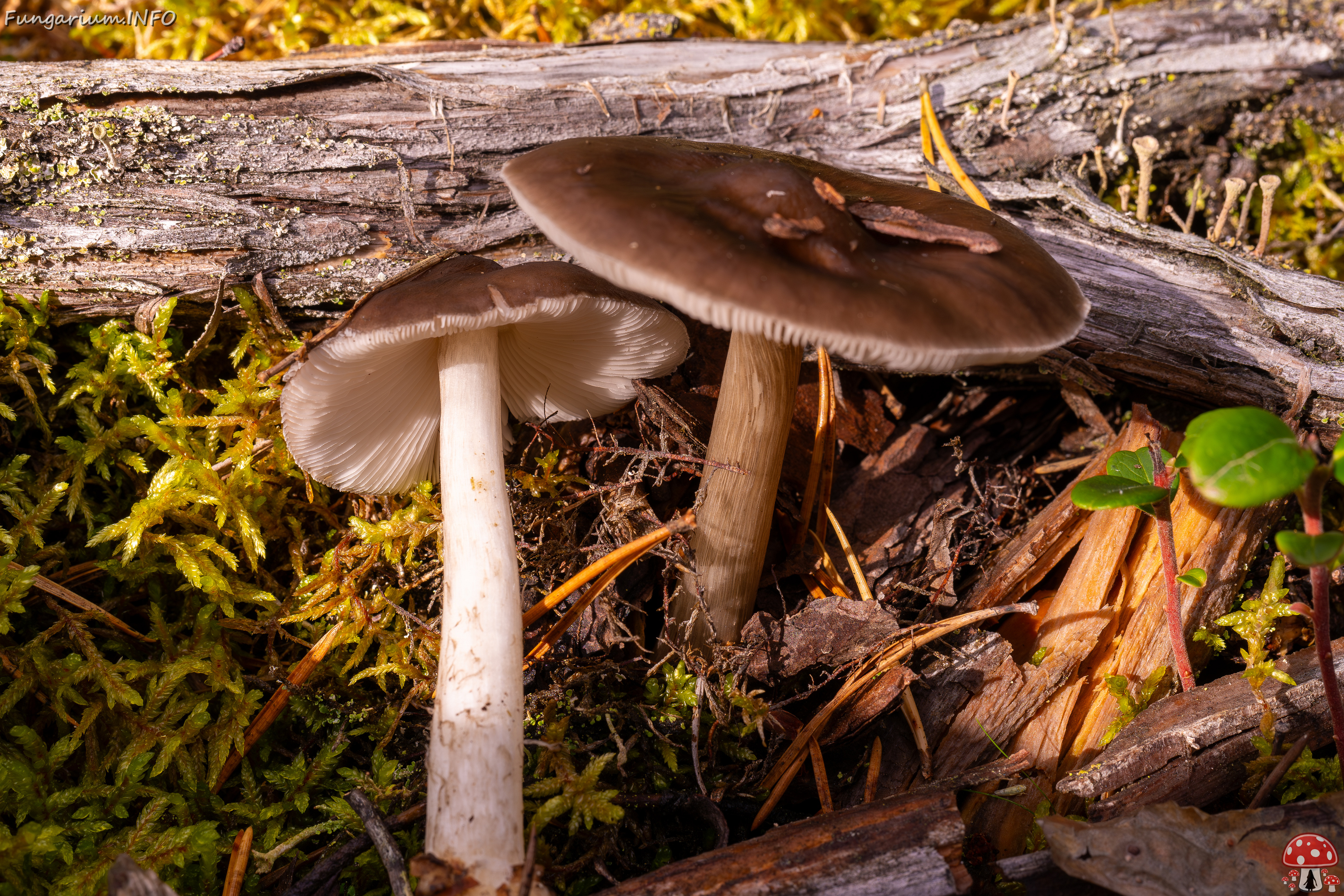 pluteus-cervinus_2024-10-12_1-2 