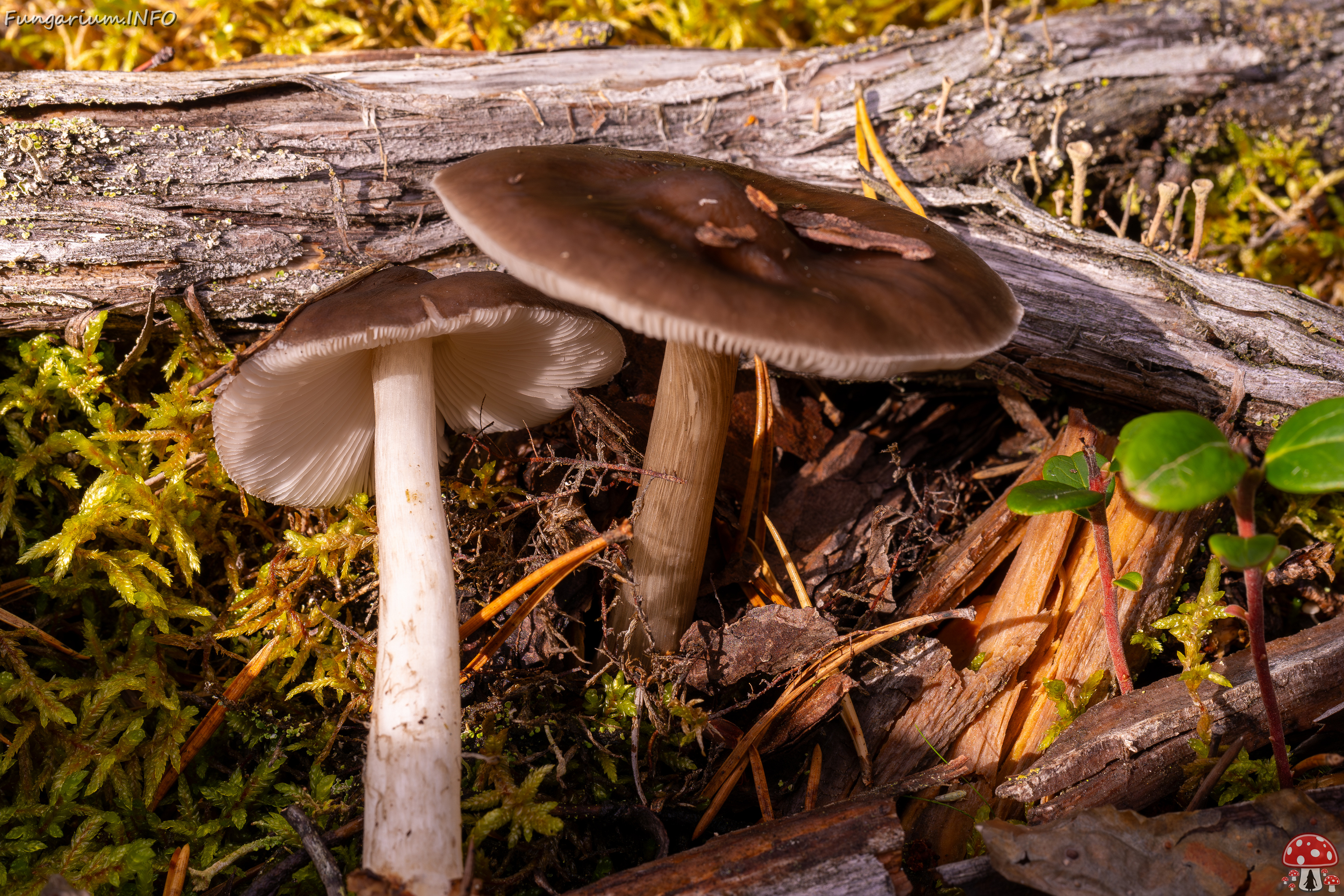 pluteus-cervinus_2024-10-12_1-4 