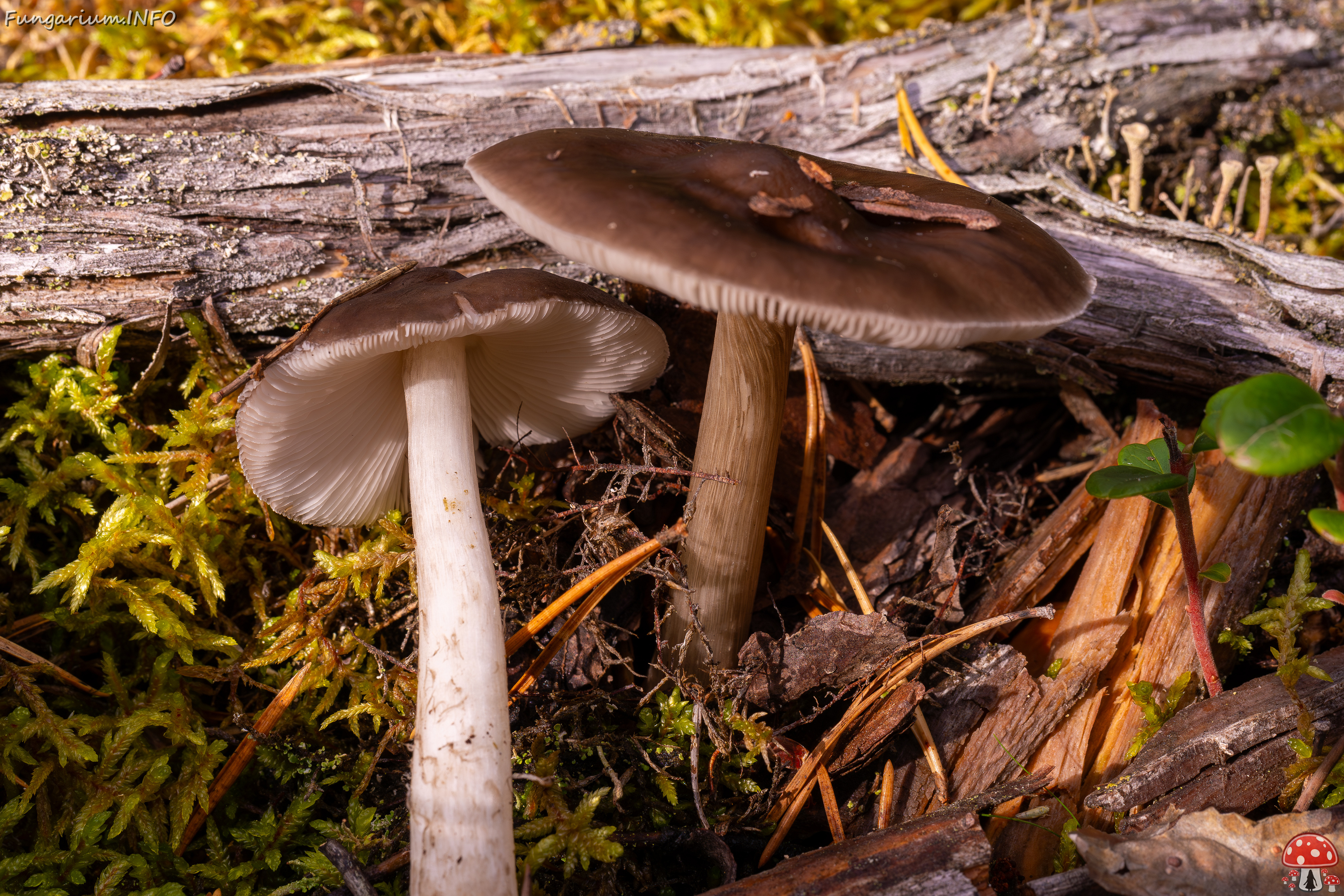 pluteus-cervinus_2024-10-12_1-5 