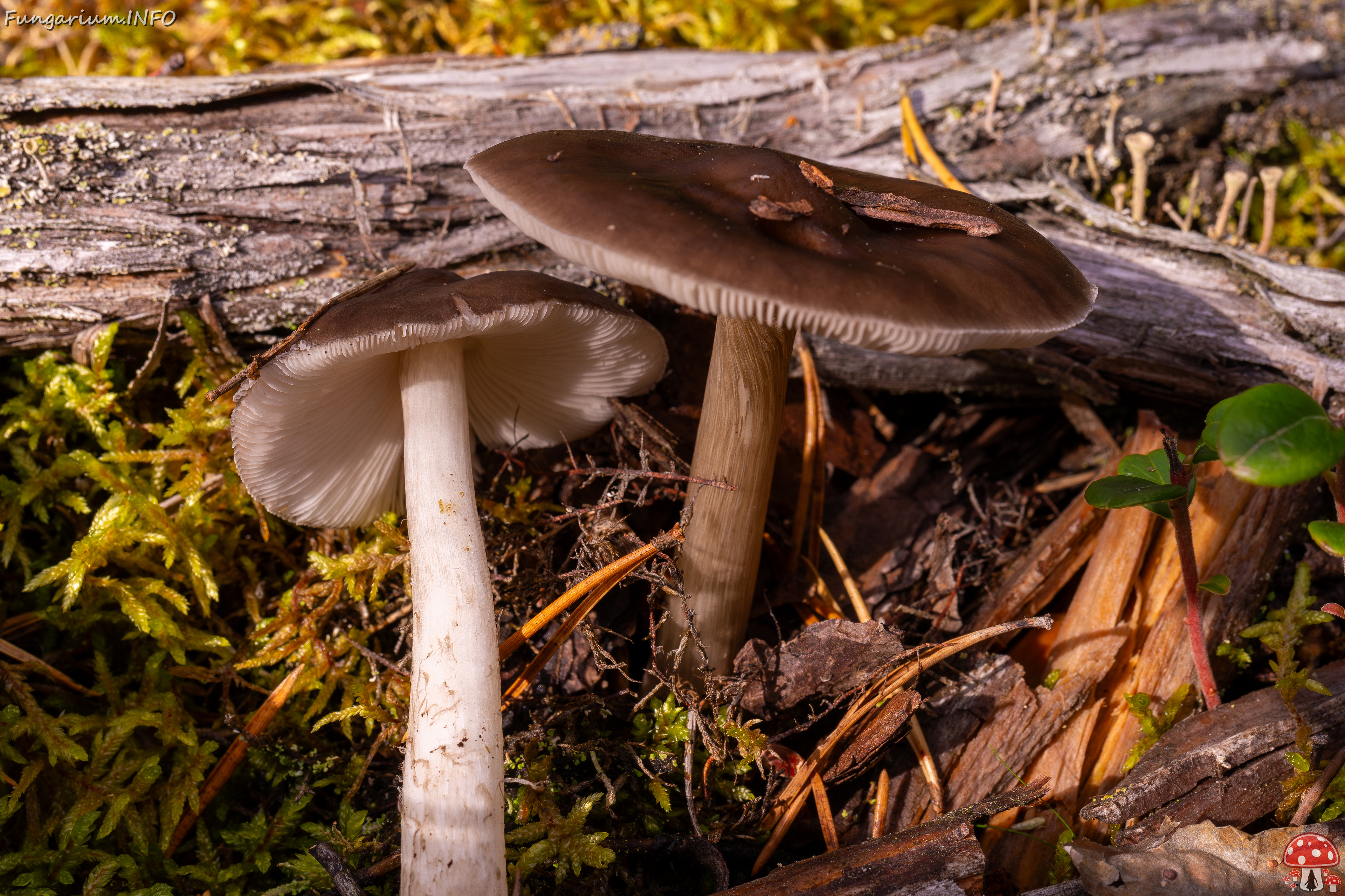 pluteus-cervinus_2024-10-12_1-7 