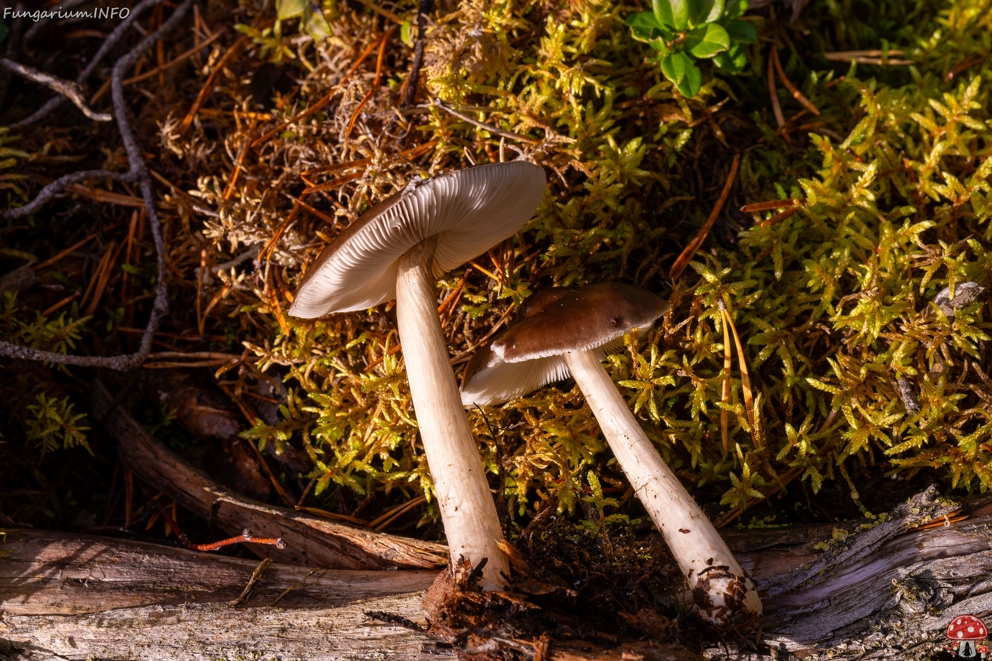 pluteus-cervinus_2024-10-12_1-8 