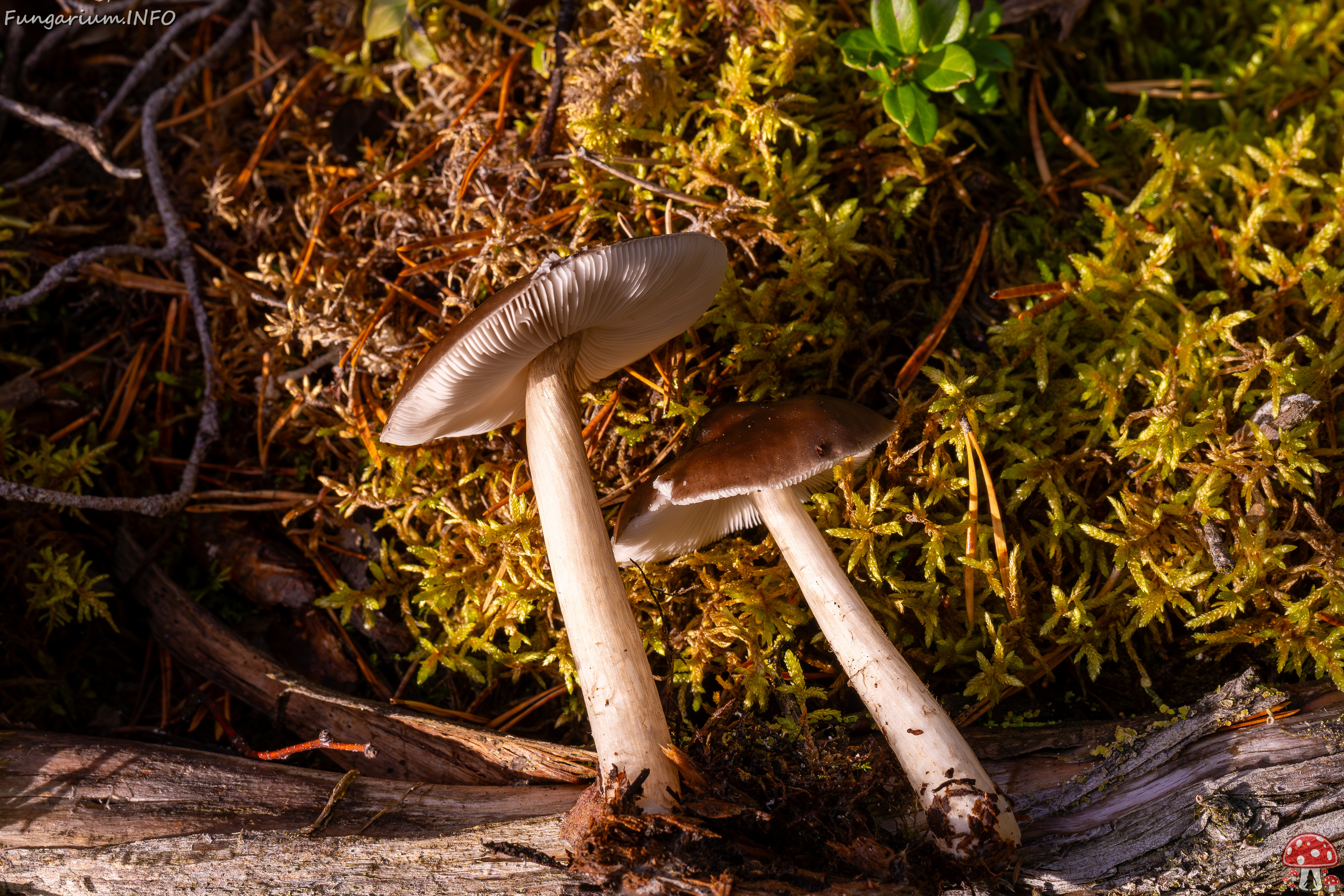 pluteus-cervinus_2024-10-12_1-9 