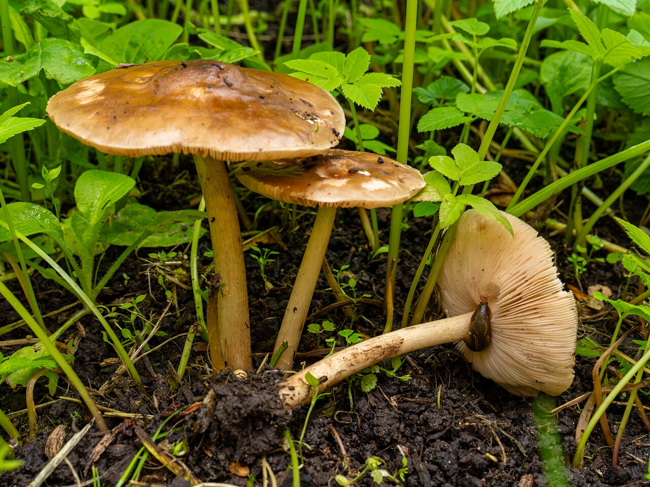 !Pluteus cervinus _2026-06-14_1-7