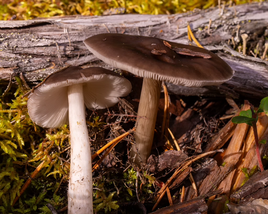 !pluteus-cervinus_2024-10-12_1-6