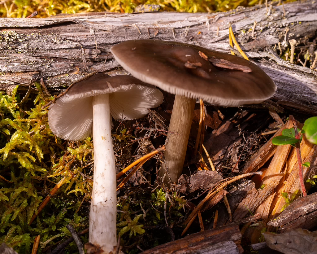 pluteus-cervinus_2024-10-12_1-1