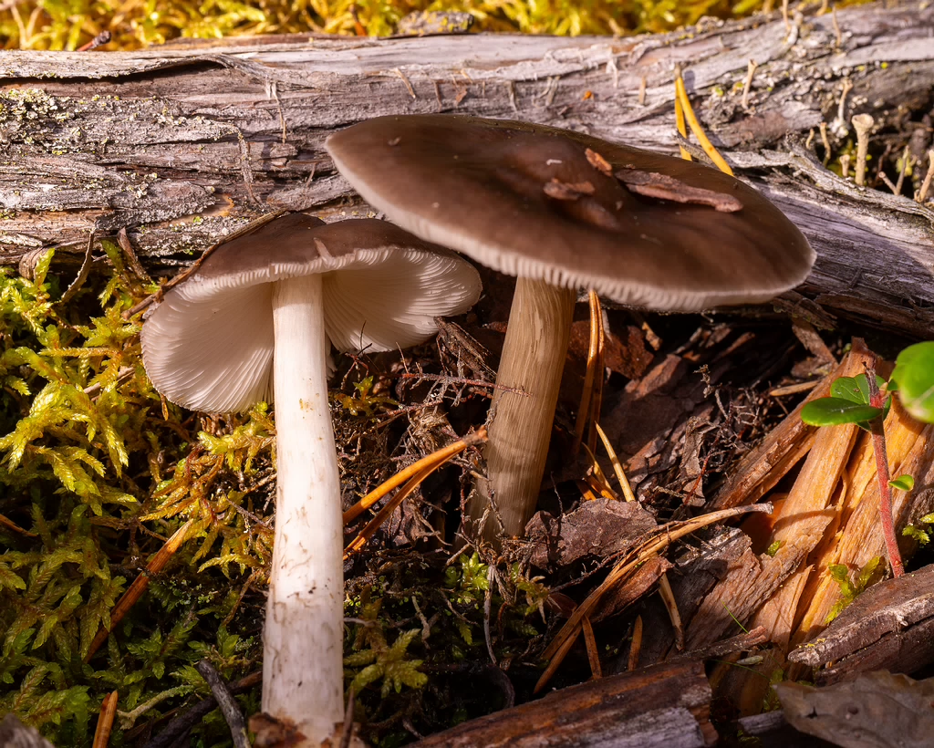 pluteus-cervinus_2024-10-12_1-2