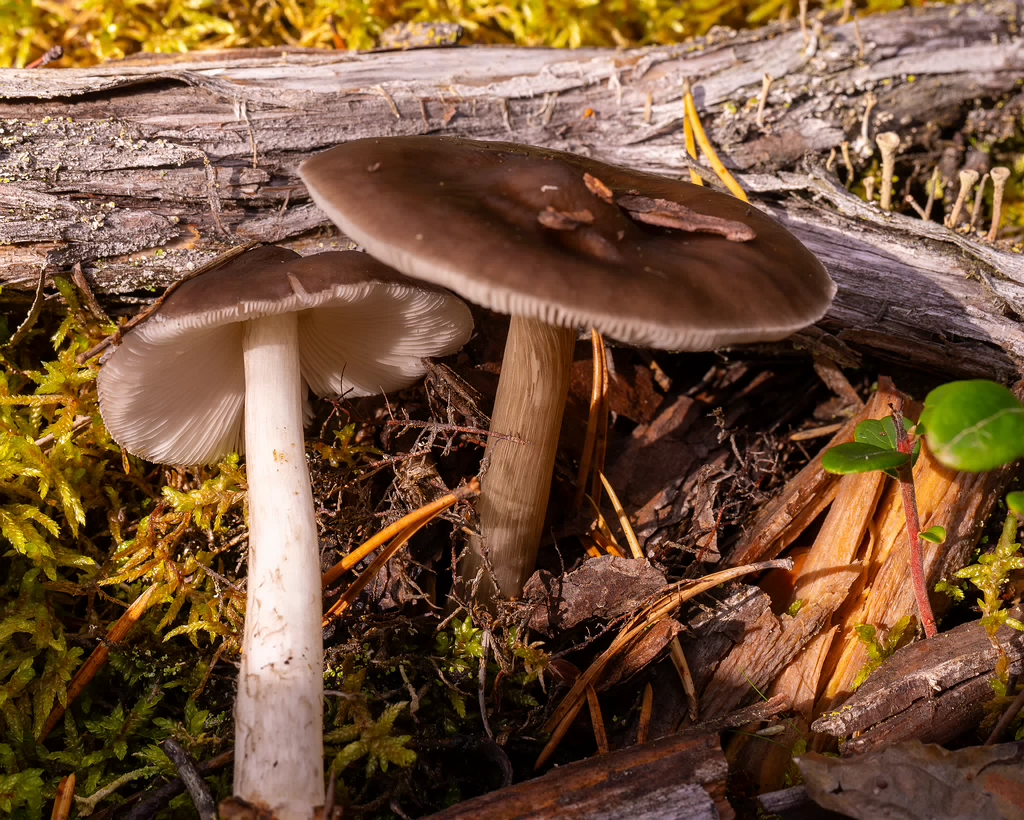 pluteus-cervinus_2024-10-12_1-3