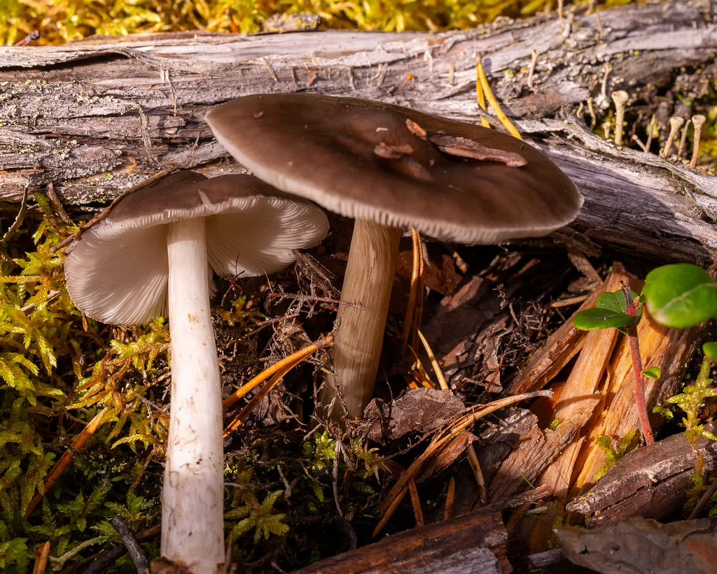 pluteus-cervinus_2024-10-12_1-4