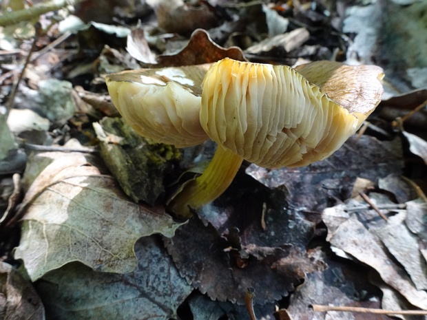 Pluteus romellii - Плютей Ромелля - Romell's Pluteus - Romells Dachpilz Pluteus romellii, commonly known as Romell's Pluteus or Romells Dachpilz in German, is a medium-sized mushroom belonging...