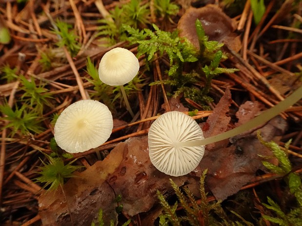 Atheniella flavoalba - Атениелла желто-белая - Yellow-White Atheniella - Gelb-Weiße Atheniella