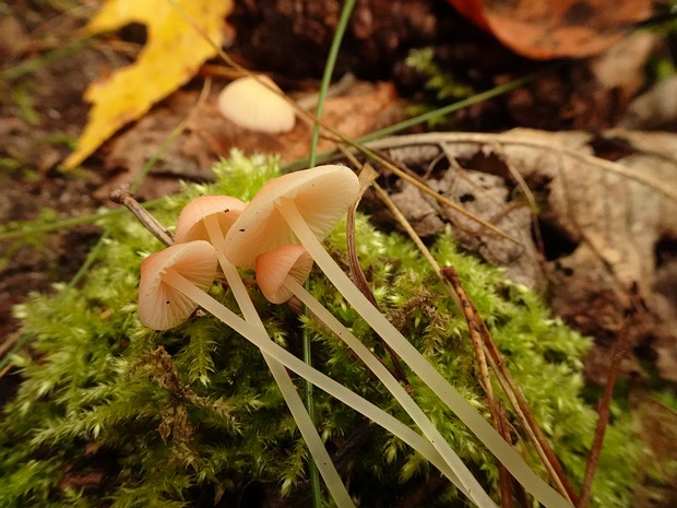 Atheniella adonis - Атениелла адониса - Adonis Atheniella - Adonis-Atheniella Atheniella adonis, commonly known as the Adonis Atheniella, is a rare and relatively unknown basidiomycete mushroom...