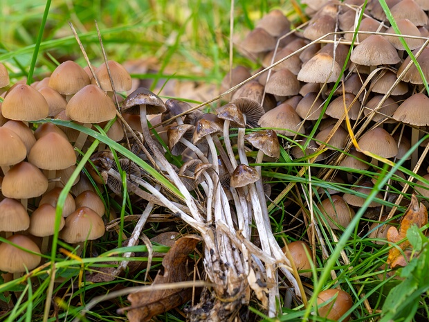 Psathyrella multipedata - Псатирелла многоножковая - Clustered brittlestem - Büscheliger Düngerling