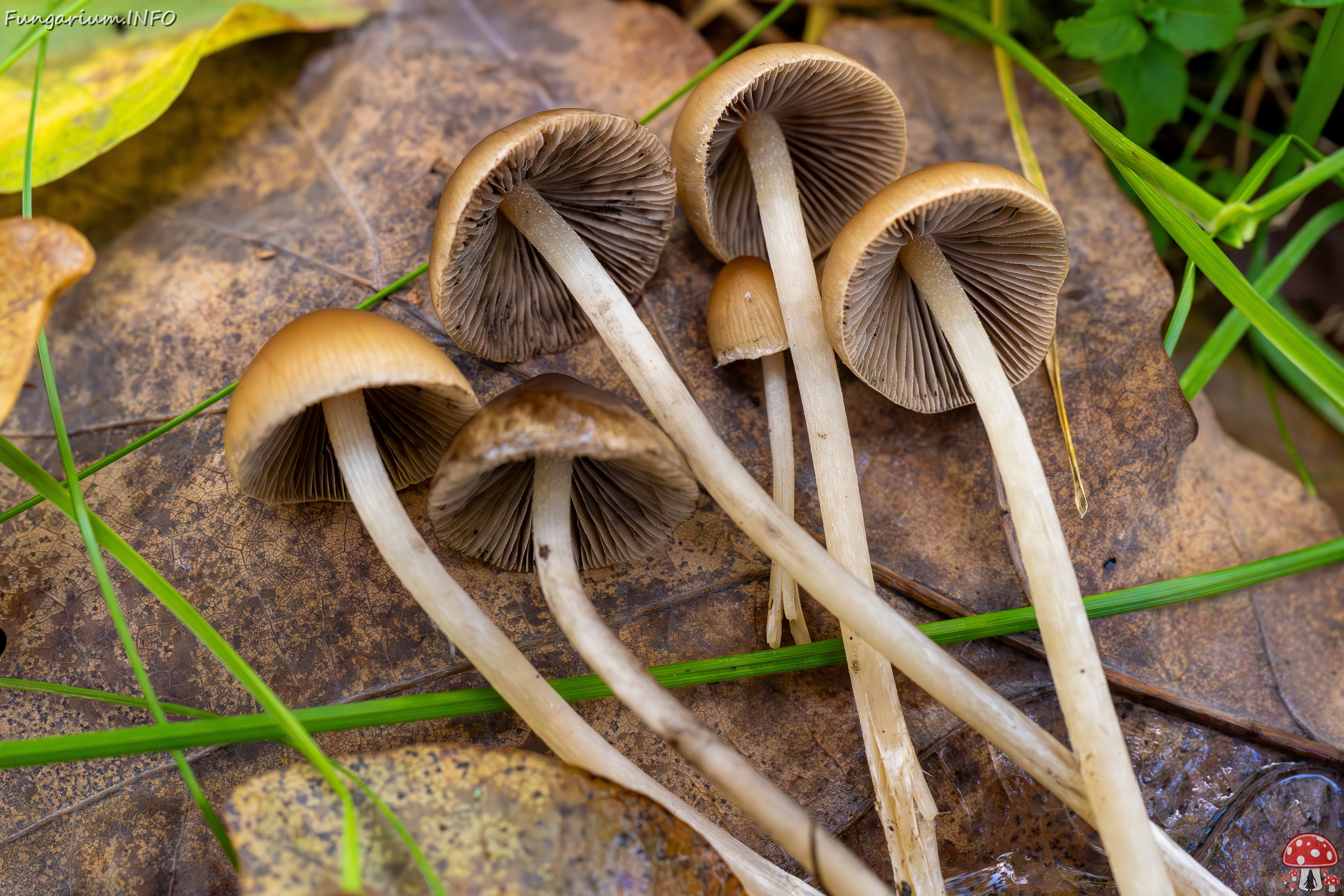 Britzelmayria multipedata _2025-10-10_1-21 