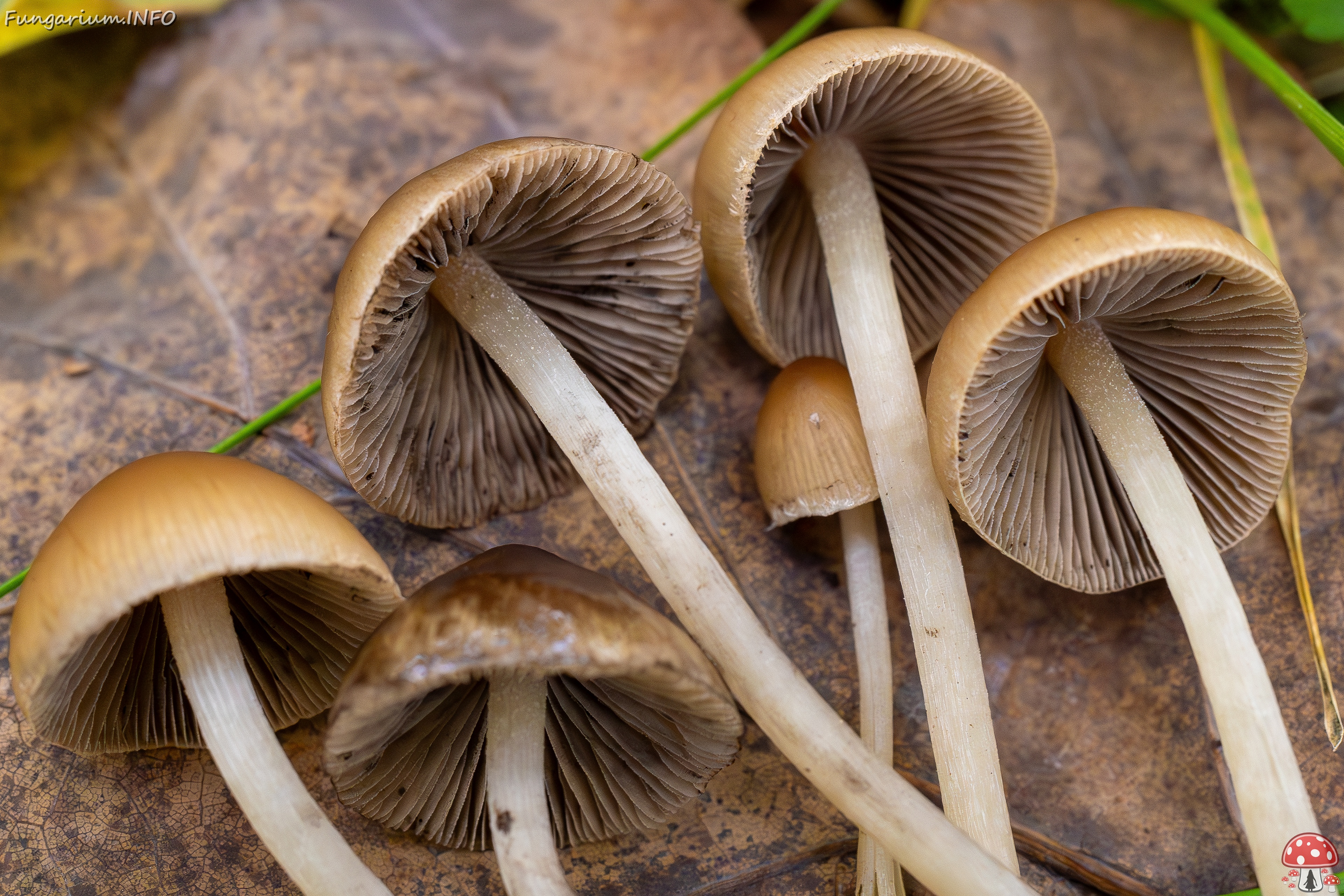 Britzelmayria multipedata _2025-10-10_1-22 